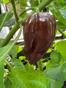 Chilli Horg - chilli paprička