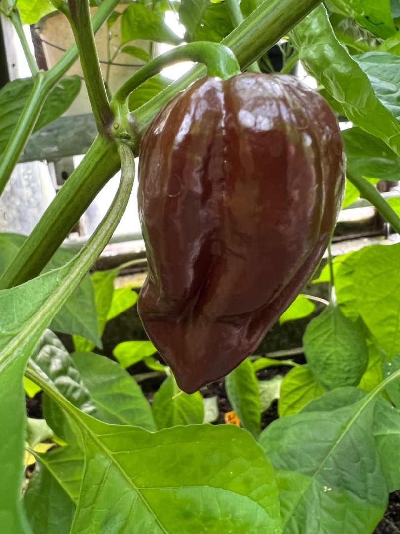 Chilli Horg - chilli paprička