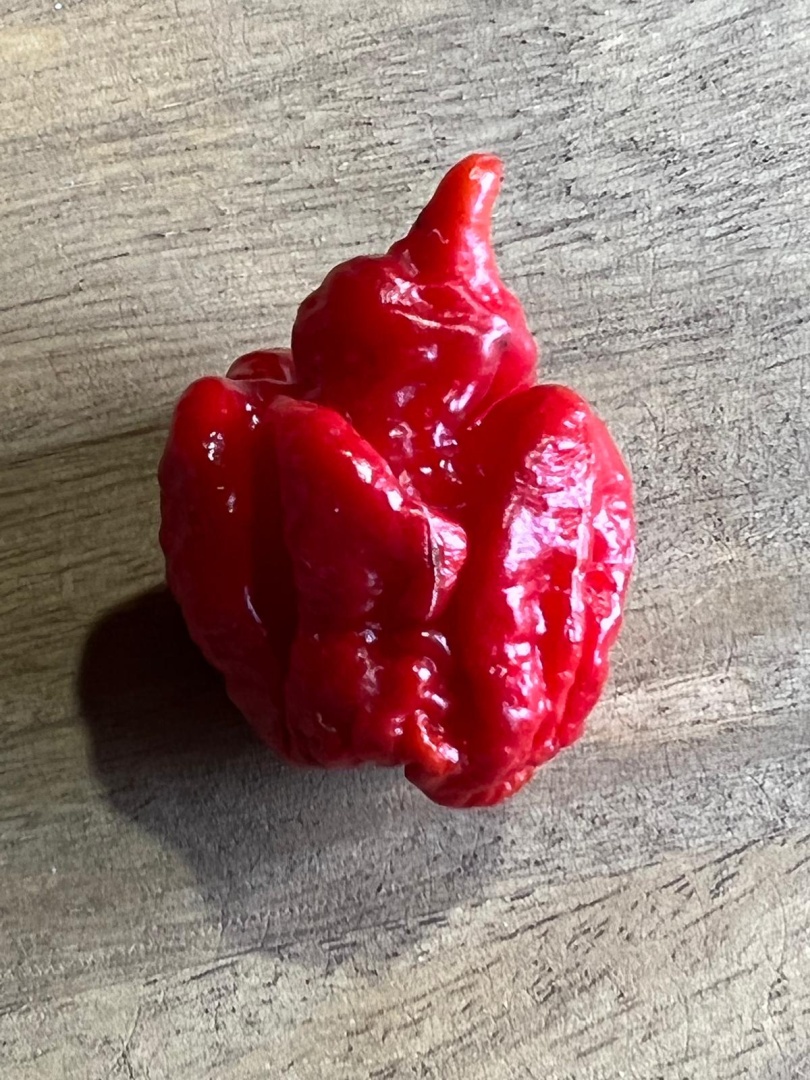 Chilli Horg - chilli paprička