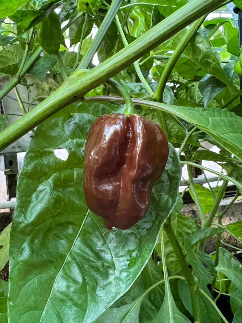 Chilli Horg - chilli paprička