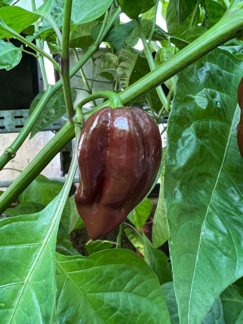 Chilli Horg - chilli paprička