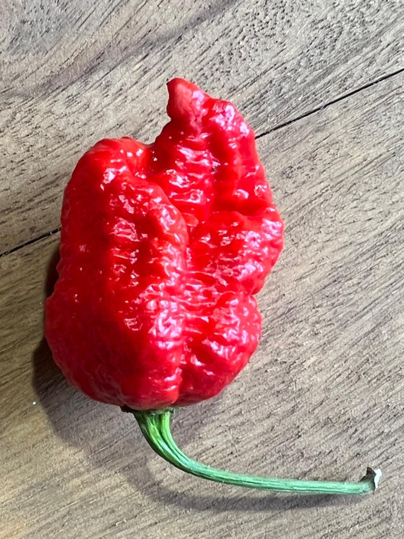 Chilli Horg - chilli paprička