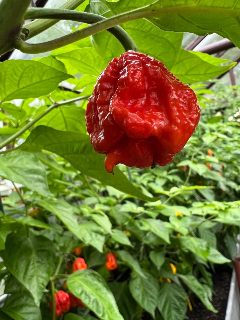Chilli Horg - chilli paprička