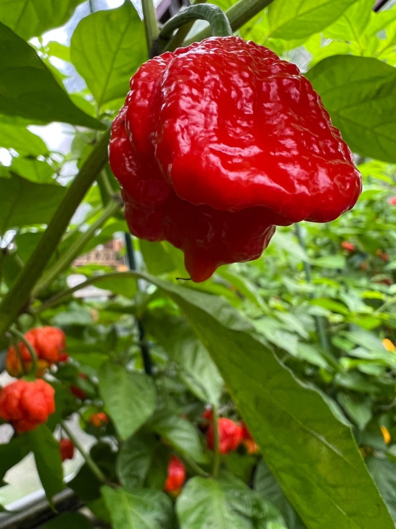 Chilli Horg - chilli paprička