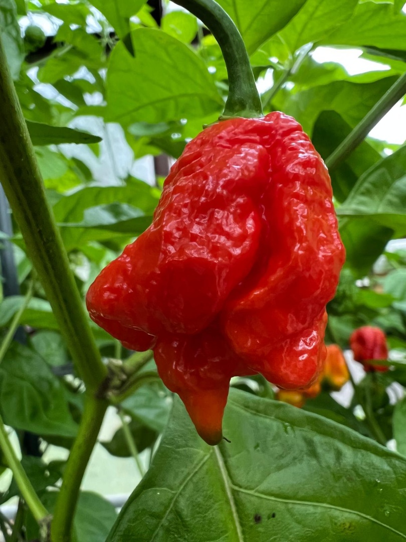 Chilli Horg - chilli paprička
