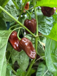 Chilli Horg - chilli papričky