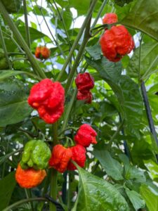 Chilli Horg - chilli papričky