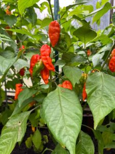 Chilli Horg - chilli papričky