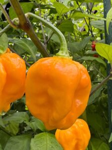 Chilli Horg - chilli paprička