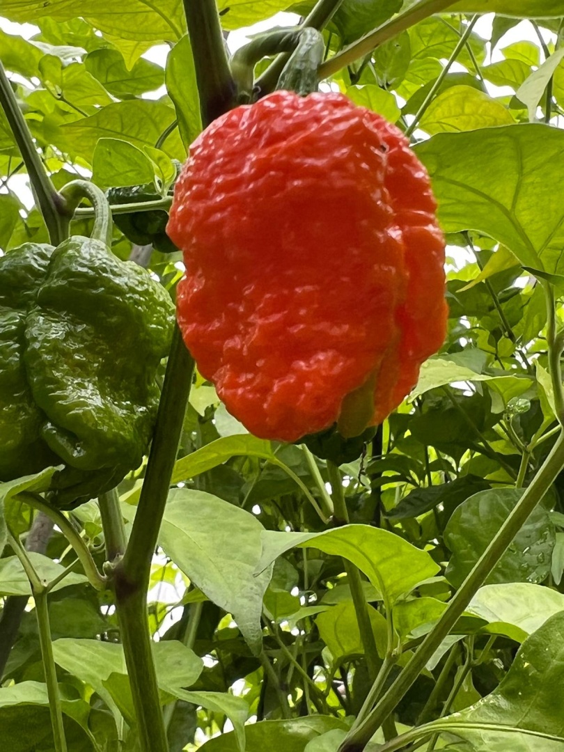 Chilli Horg - chilli paprička