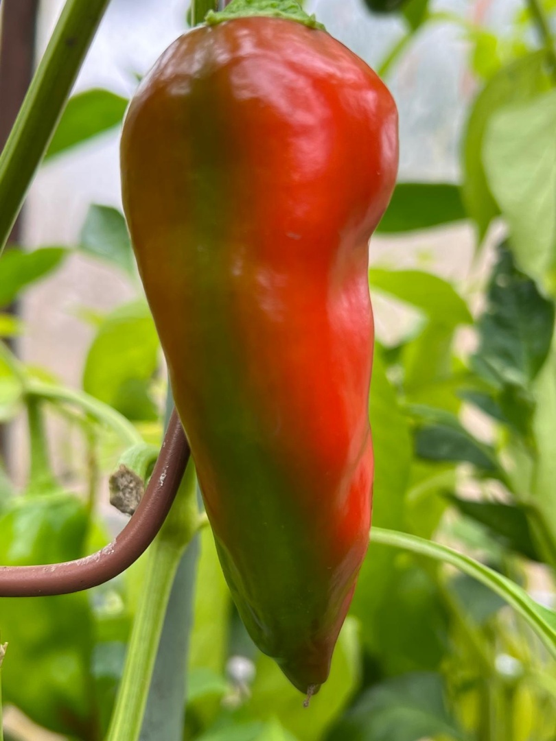 Chilli Horg - chilli paprička