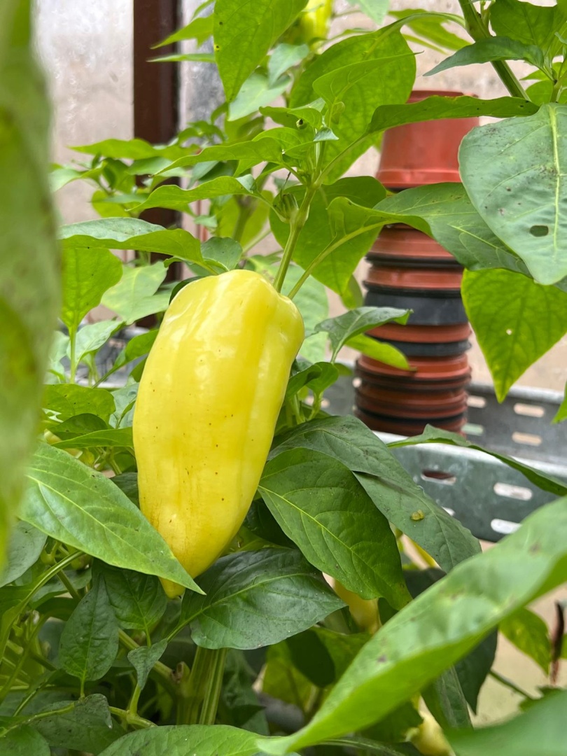Chilli Horg - chilli paprička