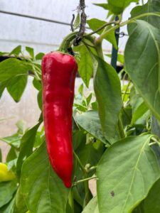 Chilli Horg - chilli paprička