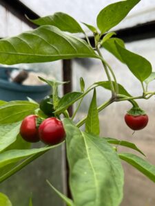 Chilli Horg - chilli paprička