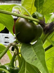 Chilli Horg - chilli paprička
