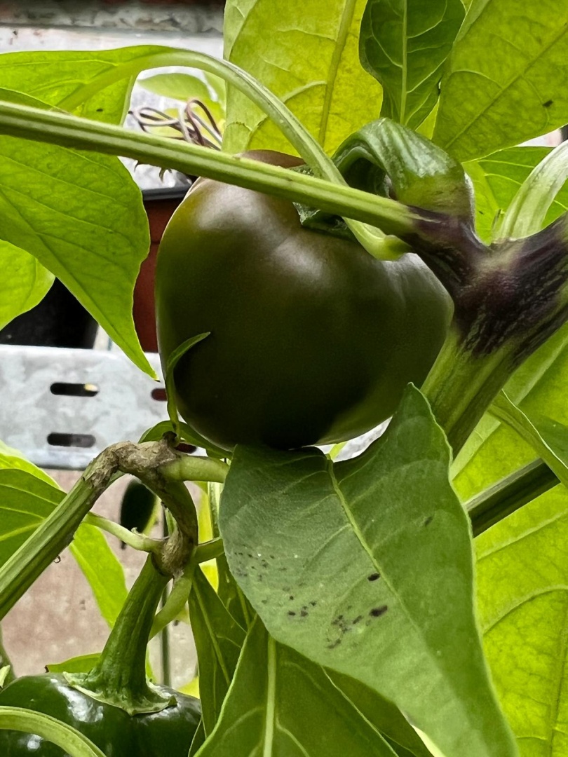 Chilli Horg - chilli paprička