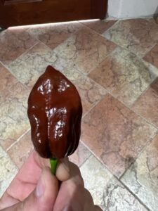 Chilli Horg - chilli paprička