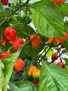 Chilli Horg - chilli papričky