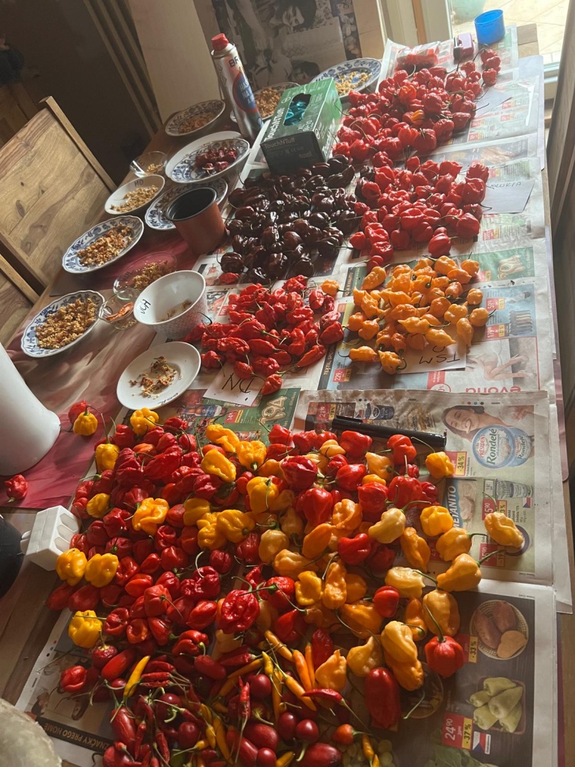 Chilli Horg - chilli papričky na pracovním stole