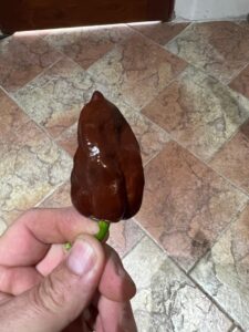 Chilli Horg - chilli paprička Habanero chocolate