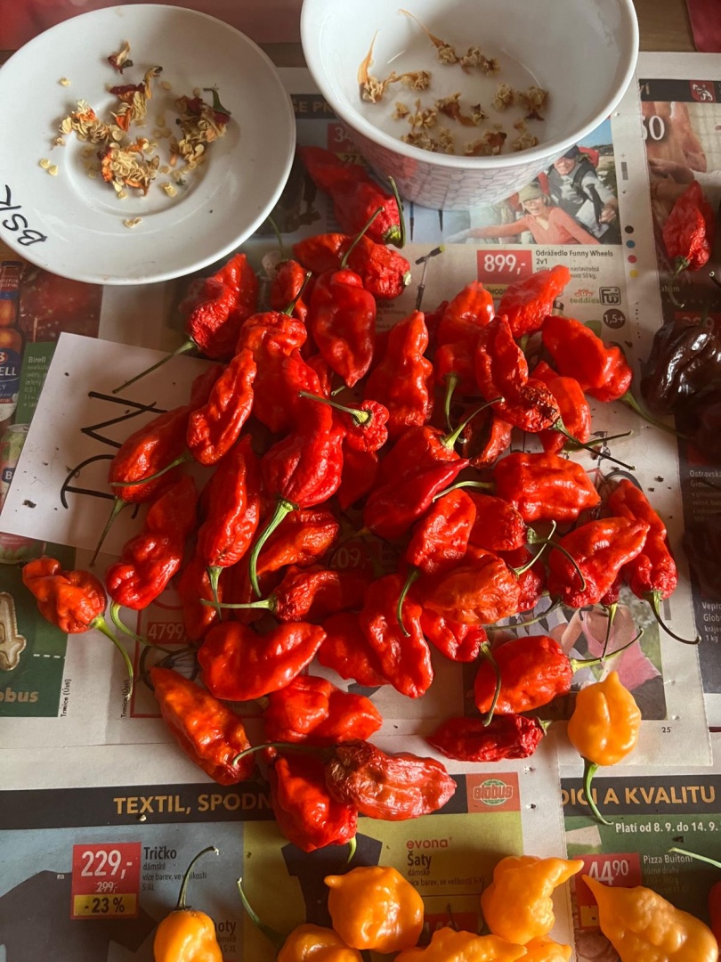 Chilli Horg - chilli papričky