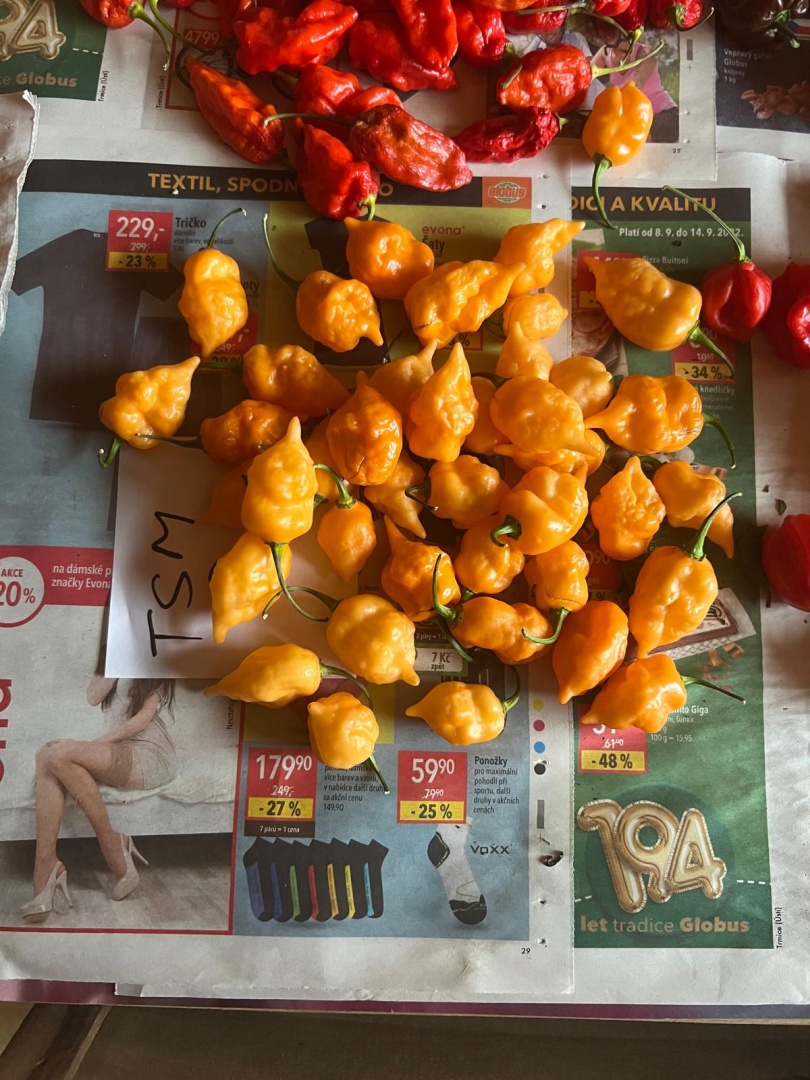 Chilli Horg - chilli papričky