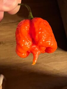 Chilli Horg - chilli paprička