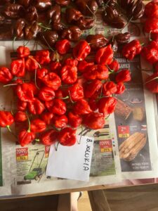 Chilli Horg - chilli papričky