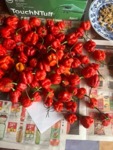 Chilli Horg - chilli papričky