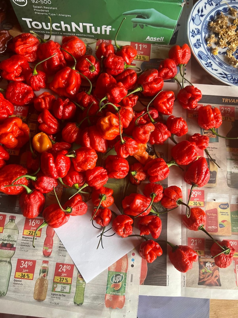 Chilli Horg - chilli papričky