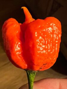 Chilli Horg - chilli paprička