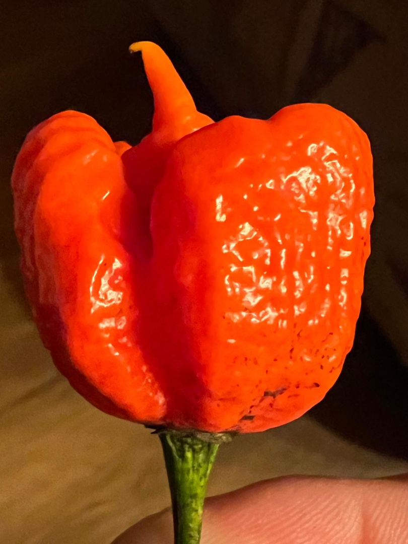 Chilli Horg - chilli paprička