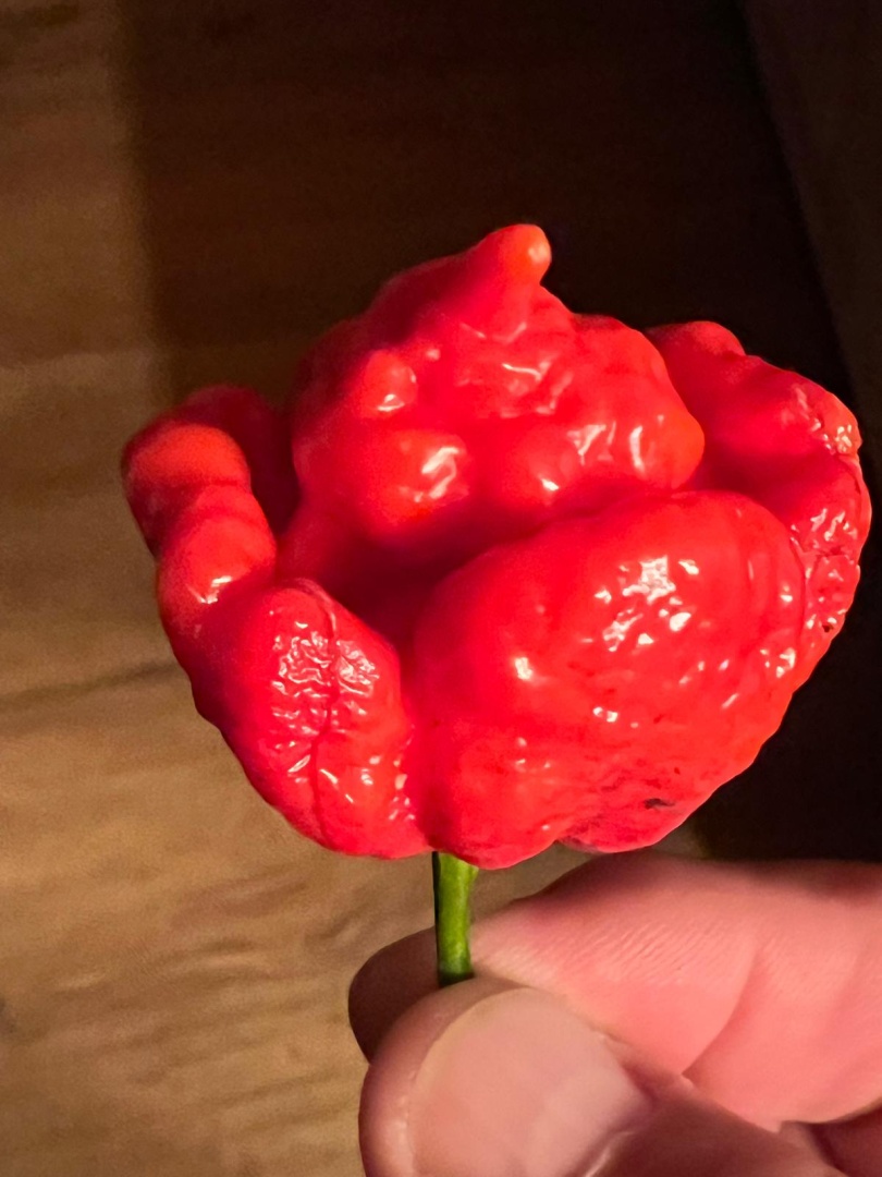 Chilli Horg - chilli paprička