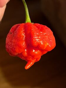 Chilli Horg - chilli paprička
