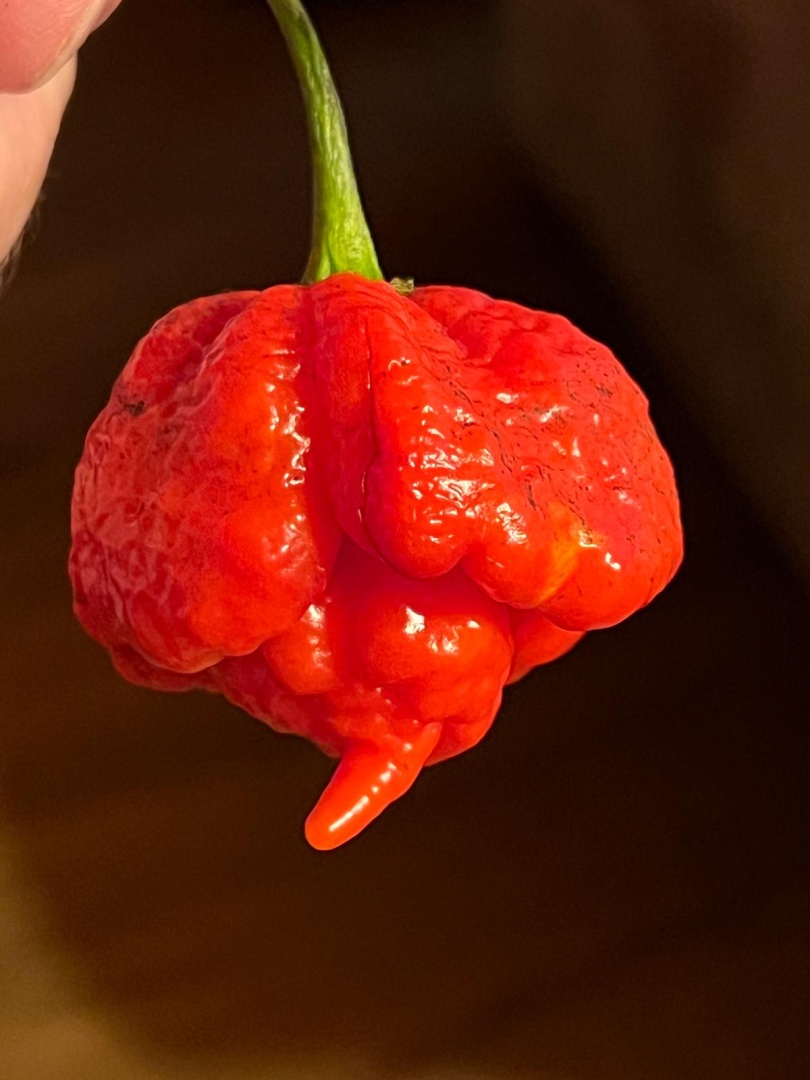 Chilli Horg - chilli paprička