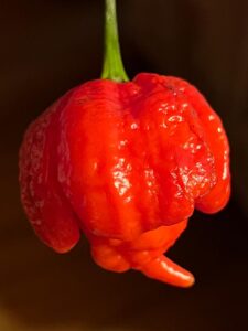 Chilli Horg - chilli paprička