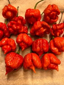 Chilli Horg - chilli papričky