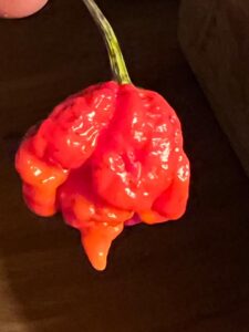 Chilli Horg - chilli paprička