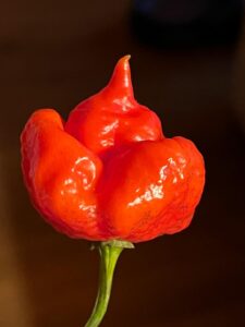 Chilli Horg - chilli paprička