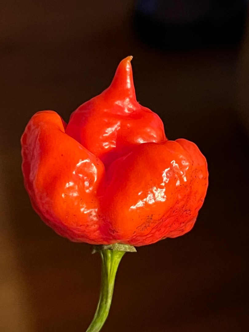 Chilli Horg - chilli paprička