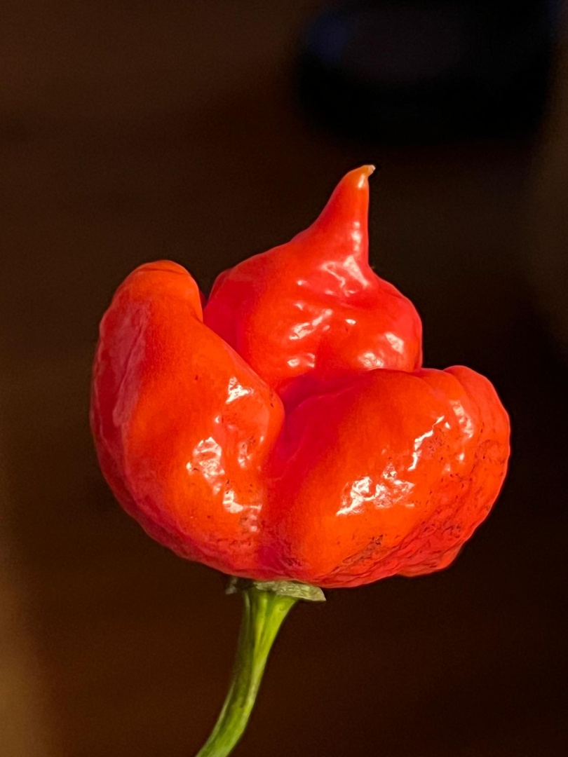 Chilli Horg - chilli paprička